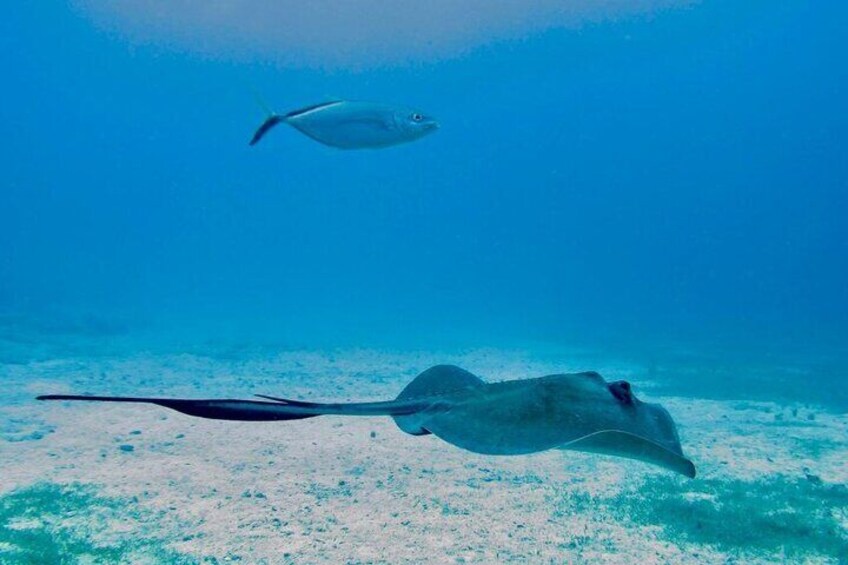 Best Sailing Catamaran, Beach and Snorkel - Cruise Ship Friendly