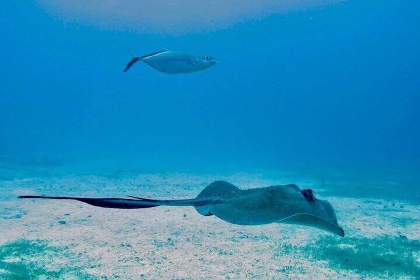 Best Sailing Catamaran, Beach and Snorkel - Cruise Ship Friendly