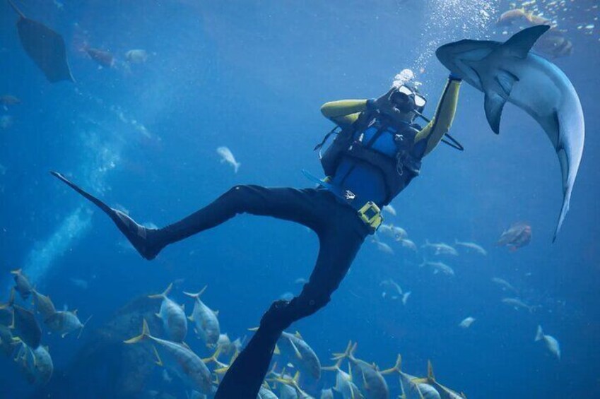 3 Hour Scuba Diving Experience in Dubai with transfer 