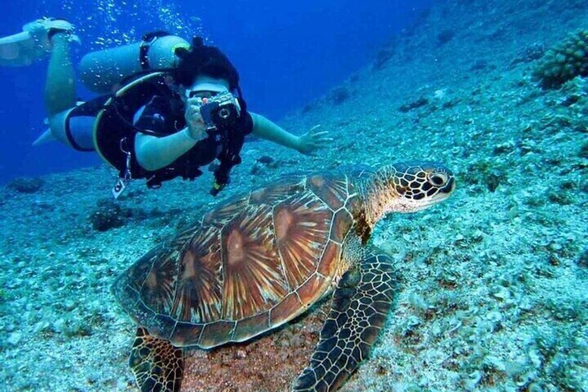 3 Hour Scuba Diving Experience in Dubai with transfer 