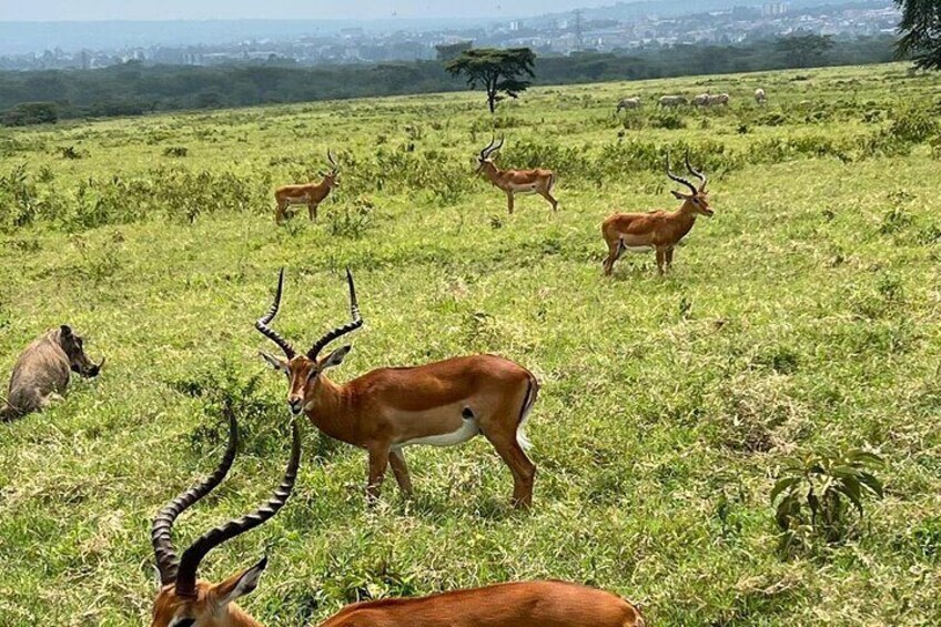 Antelopes at lake Nakuru national park