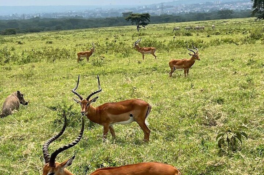 Antelopes at lake Nakuru national park