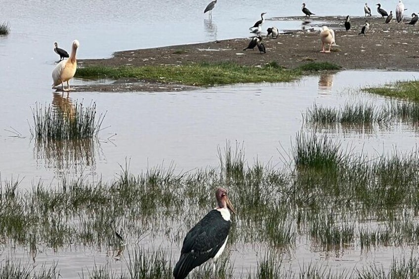 Birds at lake Nakuru national park