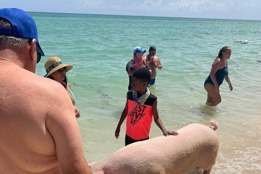 Swimming with Pigs Shared Tour in Nassau