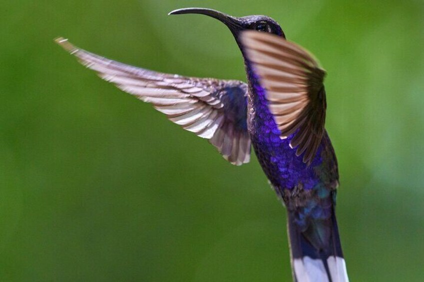 Panama Canal Jungle Boat Explorer Private Tour