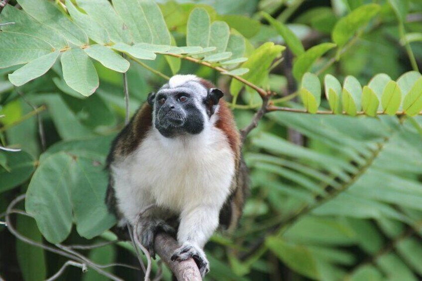 Panama Canal Jungle Boat Explorer Private Tour