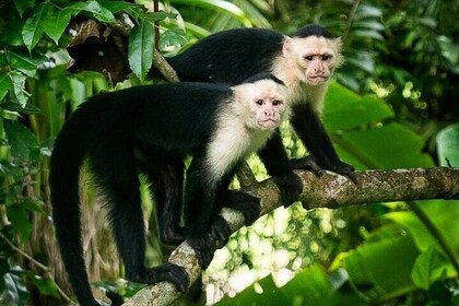 Panama Canal Jungle Boat Explorer Private Tour