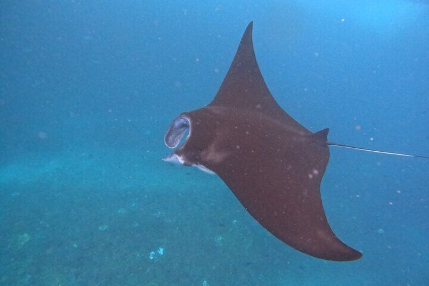 From Bali: Nusa Penida Full Day Tour and Snorkeling