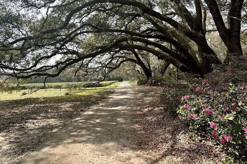 Tea Plantation and Winery Tour in Charleston