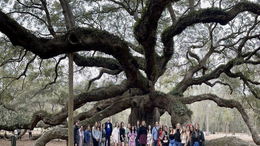 Tea Plantation and Winery Tour in Charleston