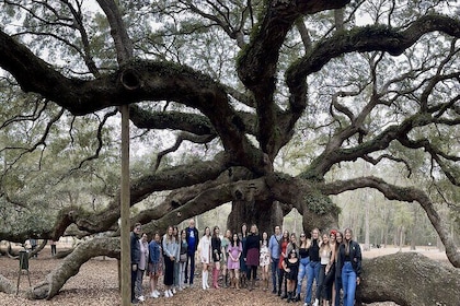 Tea Plantation and Winery Tour in Charleston