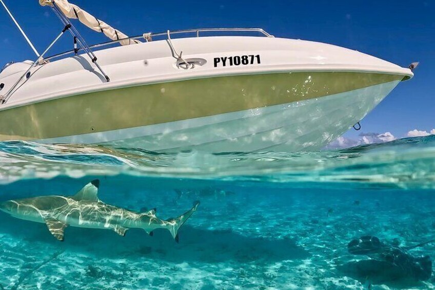 Visit of sharks and pastenague rays. 