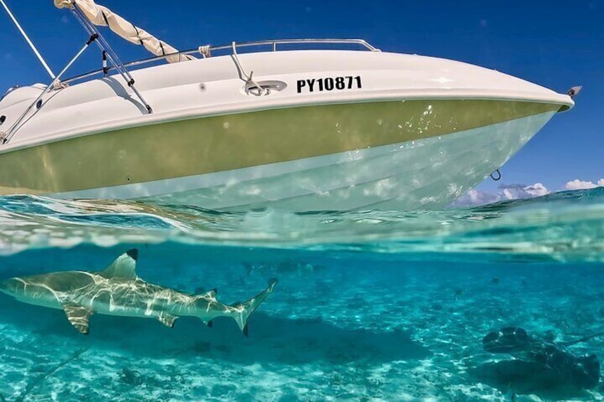 Visit of sharks and pastenague rays.