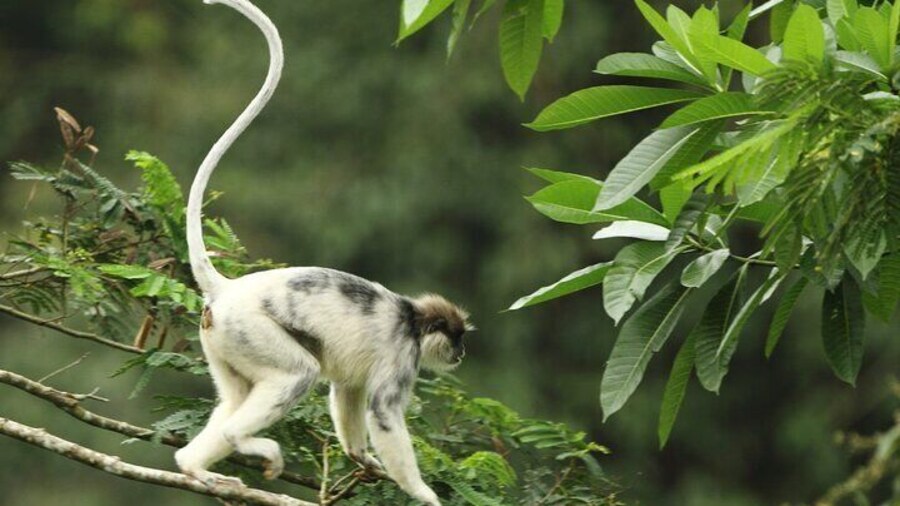 Sinharaja-Rainforest-Private-Day-Tour-from-Galle-1