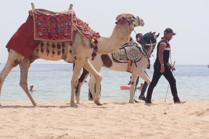 Two-Hour Desert and Sea Horse Riding Experience in Hurghada