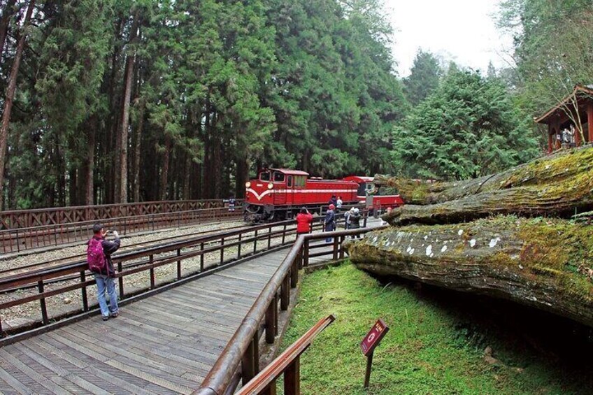 Fenqihu Old Street & Alishan | Exclusive Complimentary Day Tour