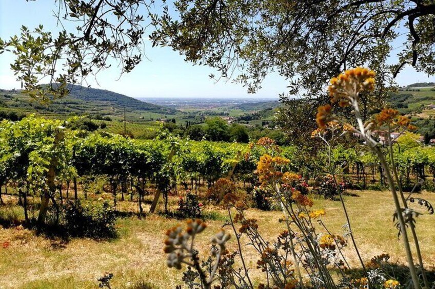 Verona - Cellar Tour and Tasting of NATURAL WINES