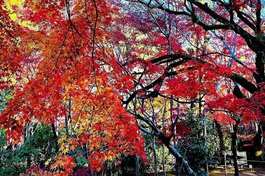 Kinrin Lake, located at the foot of Mount Yufu, was originally called "Yuemoto Pond" or "Yuexia Pond."