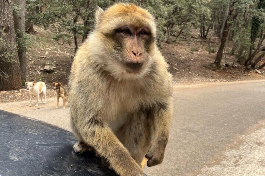 MONKEYS IN AZROU