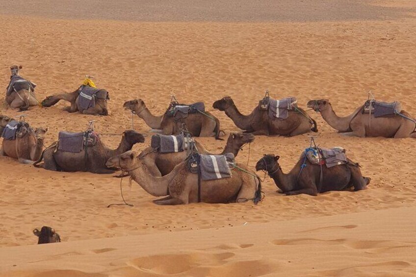 CAMELS IN MERZOUGA