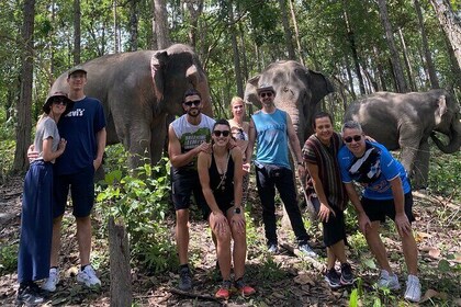 Half Day Elephant Sanctuary Tour at Doi Inthanon National Park