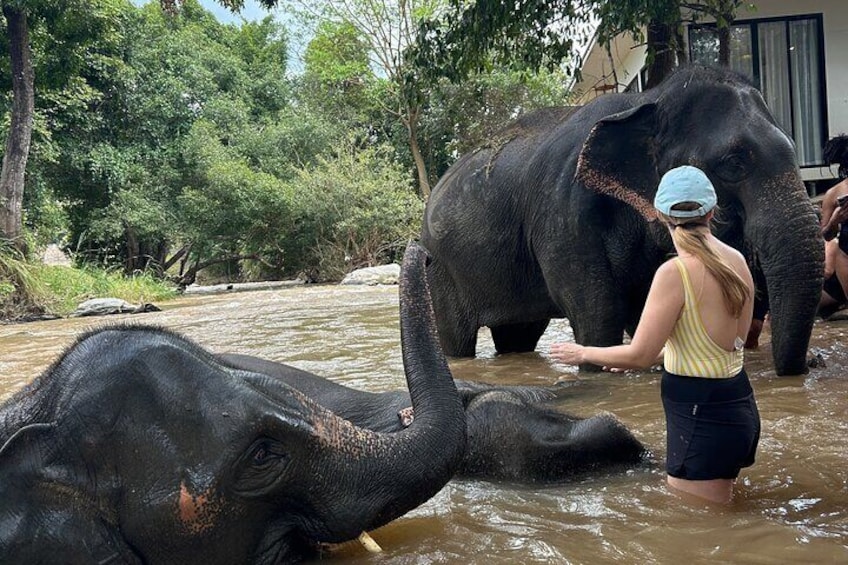 Half Day Elephant Sanctuary Tour at Doi Inthanon National Park