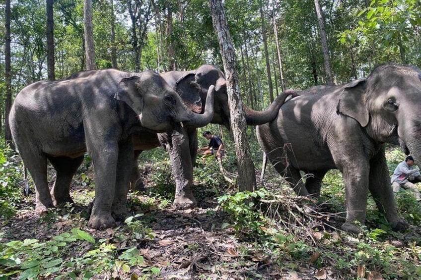 Half Day Elephant Sanctuary Tour at Doi Inthanon National Park