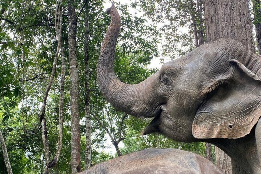 Half Day Elephant Sanctuary Tour at Doi Inthanon National Park