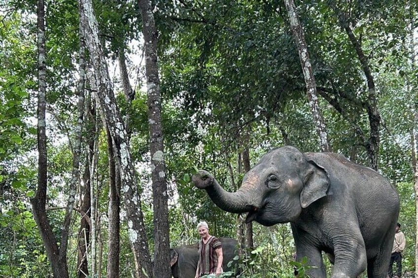 Half Day Elephant Sanctuary Tour at Doi Inthanon National Park