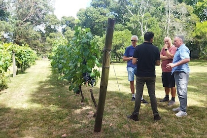 Visit to Legendary Winery in Montevideo