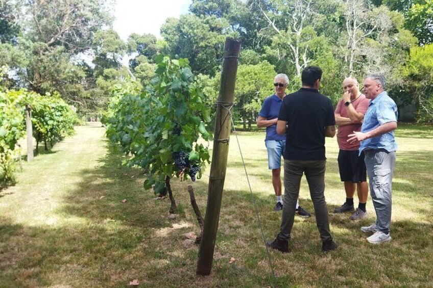 Visit to Winery Historic in Montevideo
