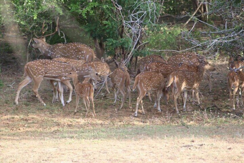 Yala National Park Safari With Experienced drivers