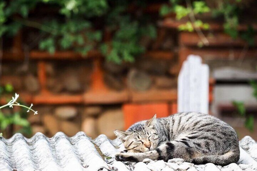 Houtong Cat Village, Shifen Sky Lantern, Jiufen Jiufen Day Tour