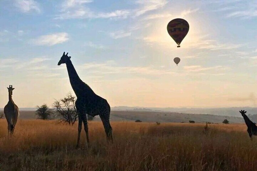 Private Air Ballooning Experience from Johannesburg and Pretoria 