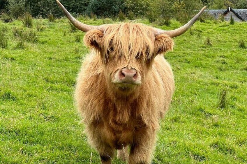 Highland Coo