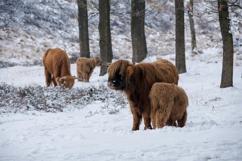 Highland Cows Glasgow Cathedral Murals Kelpies Half Day Tour