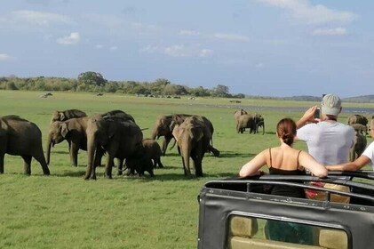 Luxury safari to minneriya national park