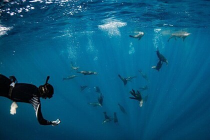 Snorkelling Tour - San Jose del Cabo