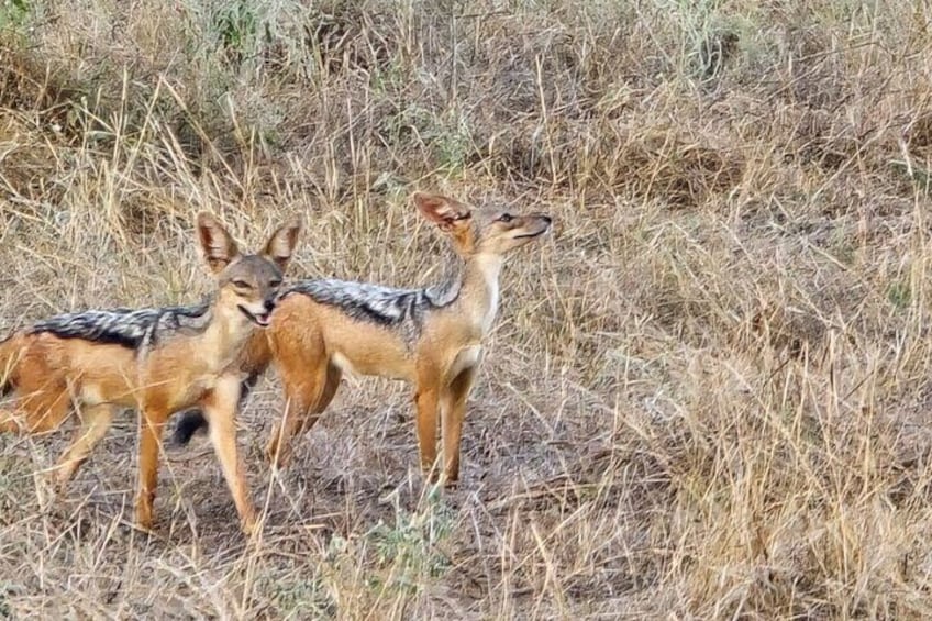 Elky Tours 2 Days Tsavo East Tour