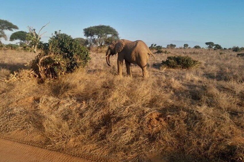 Elky Tours 2 Days Tsavo East Tour