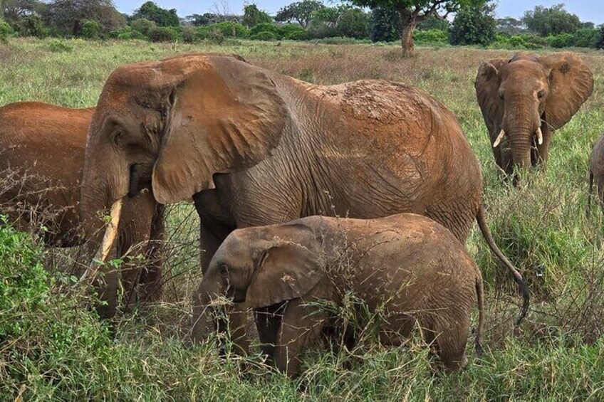 Elky Tours 2 Days Tsavo East Tour