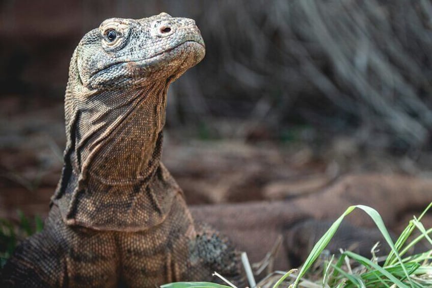 Komodo dragons 