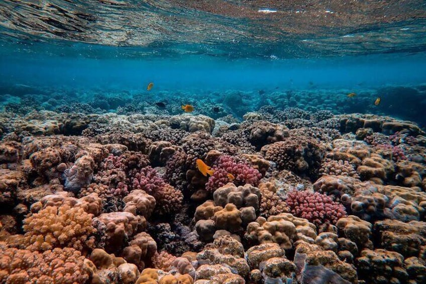 Snorkeling in Komodo