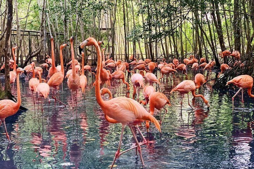 Transport to the AVIARY on Barú Island