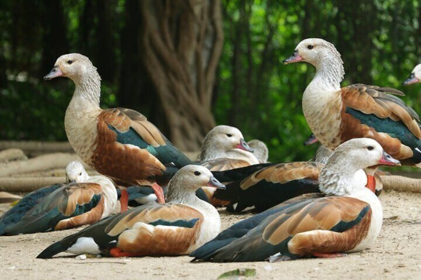 Transportation to the National AVIARY of Colombia