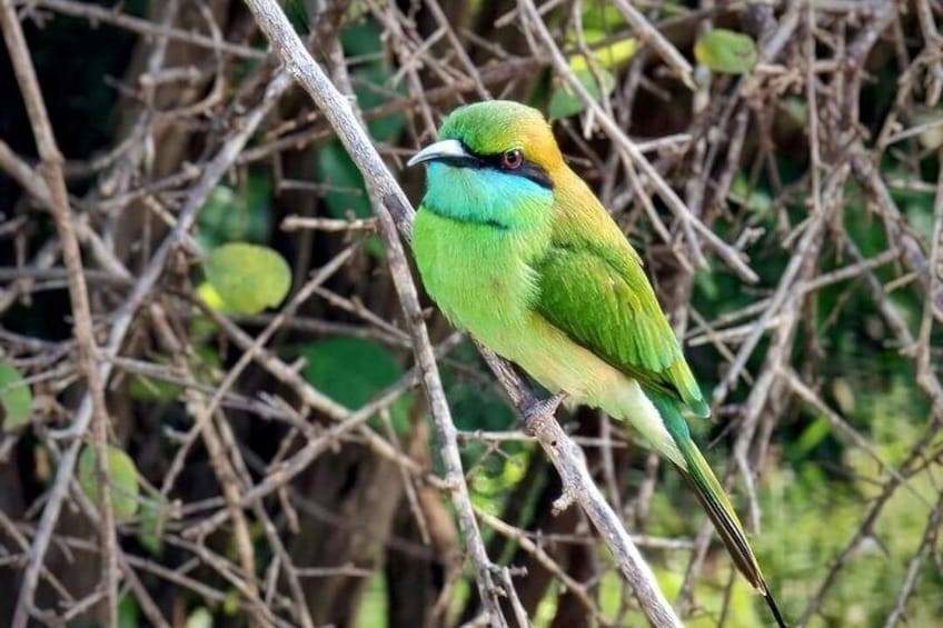 Yala National Park Tour From Hambantota Port 