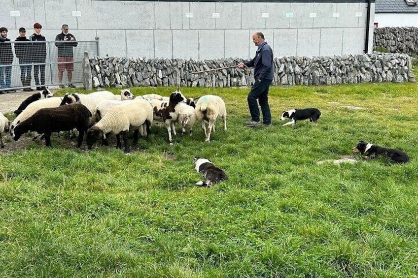 Sheepdog Demo