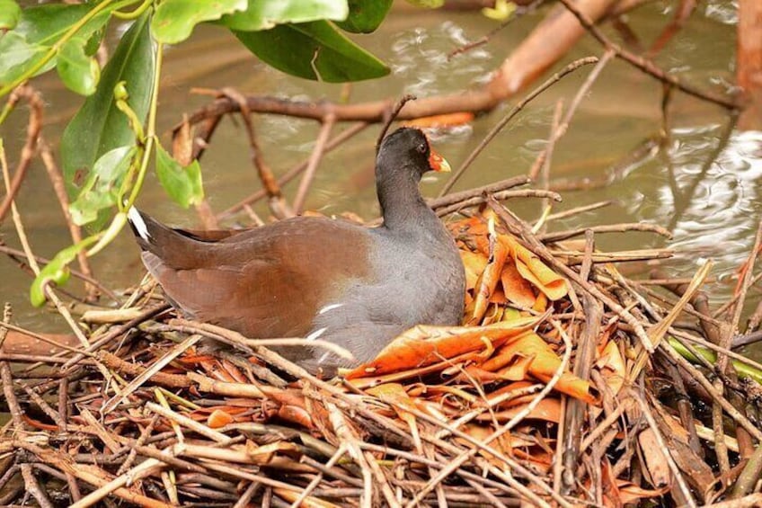 Common moorhen / a hen water