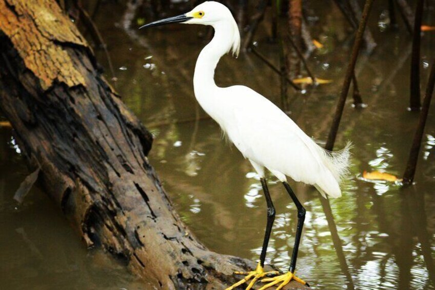 Snowy egret