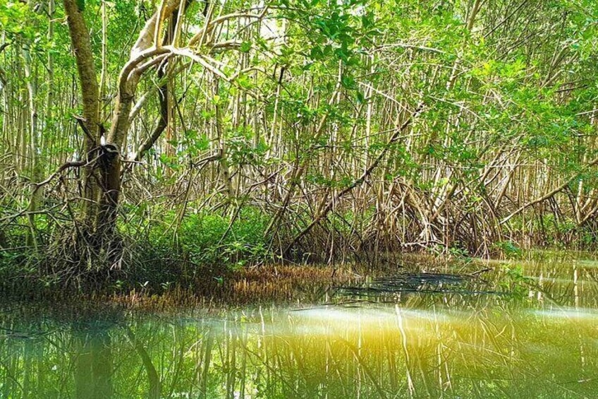 The Mangrove